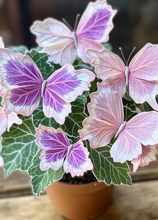 Begonia 'Meteor Butterfly'
