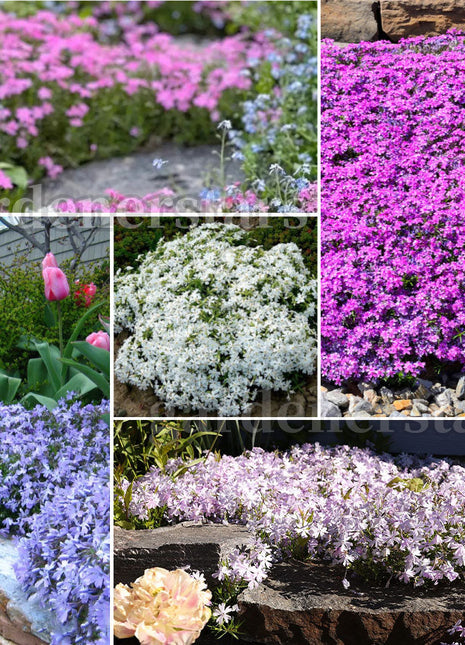 💐Vibrant Tapestry of Color ✨Creeping Phlox Seeds, Shibazakura Seeds