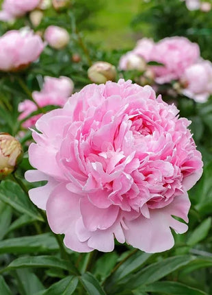 🔥LAST DAY 45% OFF🌺THE QUEEN OF FLOWERS—DOUBLE PETALED PIANI