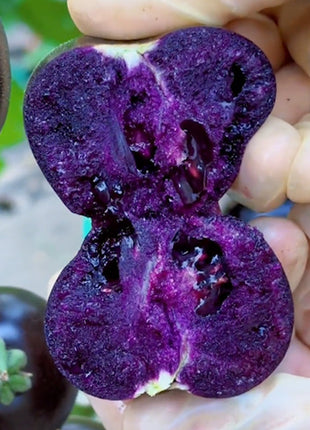 Rare Pruple Tomato Seeds No-Gmo