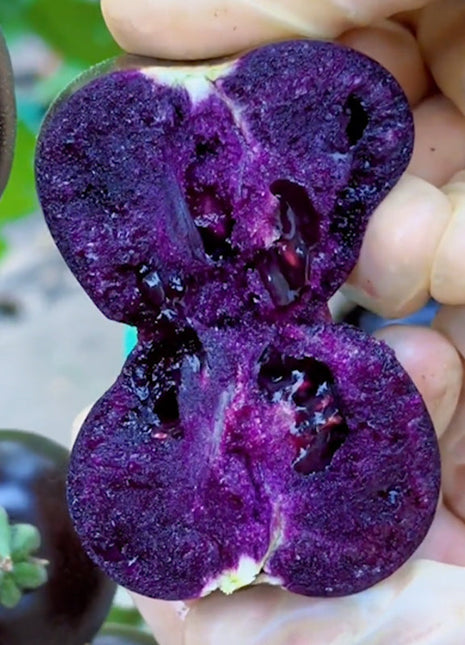 Rare Pruple Tomato Seeds No-Gmo