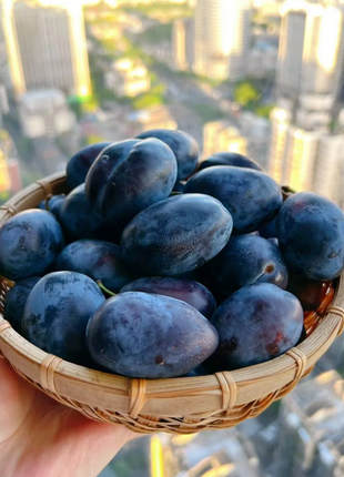 Blue Honey Prune Seeds