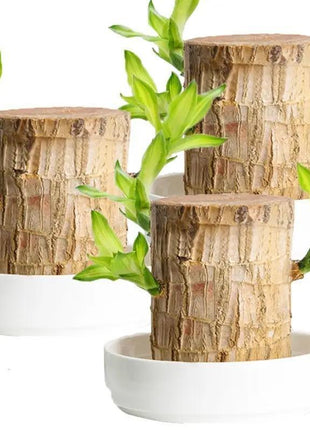 Charming Brazilian Wood with Ceramic Pot & Mysterious Doll – A Touch of Green and Magic for Your Home