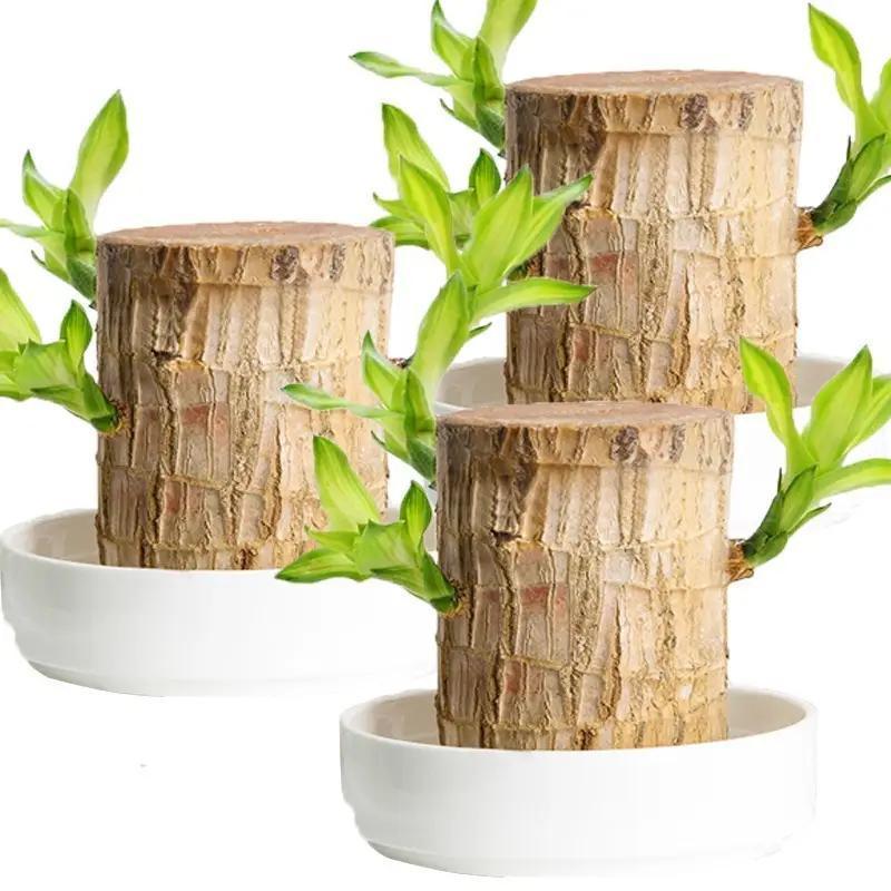 Goodbye Gift – Lucky Brazilian Wood Tree with Tray & Mystical Doll, Symbol of Distance and Lasting Bond