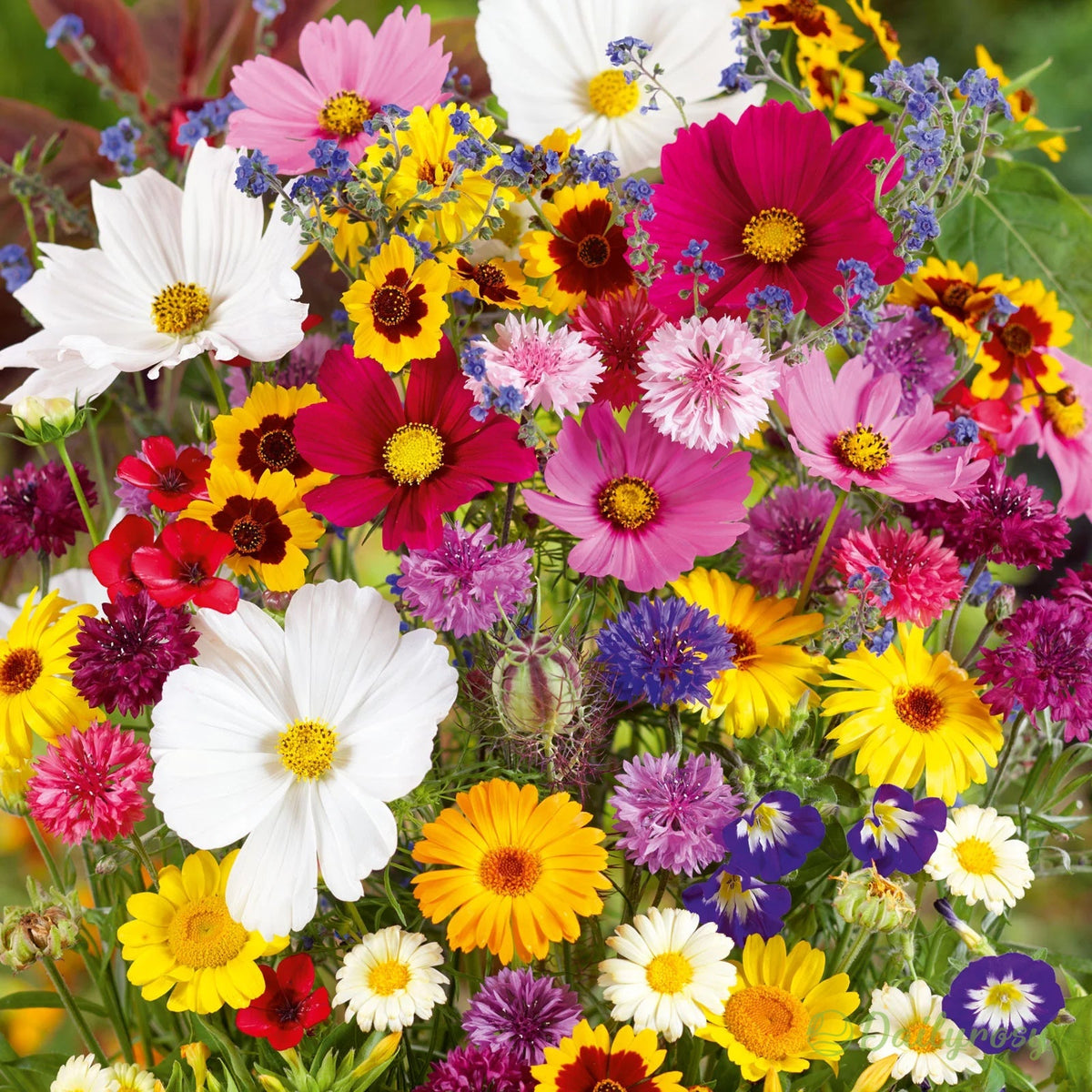 Mixed Perennial Flowers Seeds-Over 80 kinds mixed