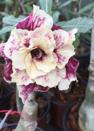 Golden Year Desert Rose