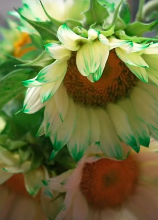 Green Lace Sunflower Seeds