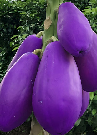 Organic Papaya Tree Seeds Heirloom Edible