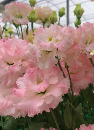 🌺Lisianthus - Sincere Love