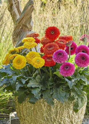 Mixed Gerbera Flower Seeds