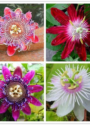 Egrow 50Pcs/Pack Passion Flower Seeds Garden Rare Passiflora Incarnata Fruit Plants Seeds