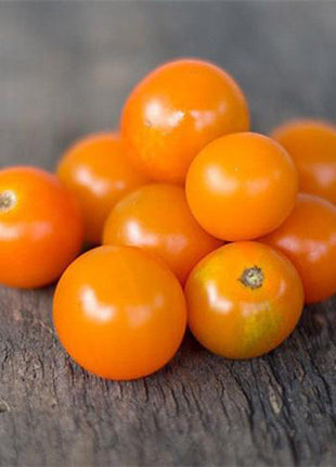 Sungold Tomato (F1 hybrid 60 days)