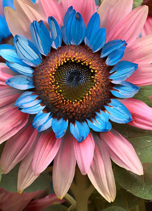 Double-flowered sunflower: blue-pink miracle 🌻🌻