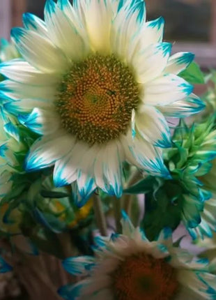 Blue Lace Sunflower Seeds