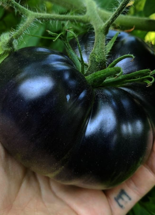Giant Black Beauty Tomato