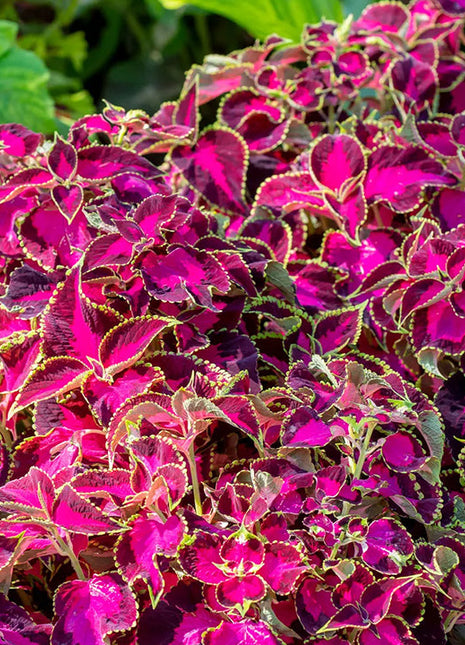 Coleus, Chocolate Covered Cherry