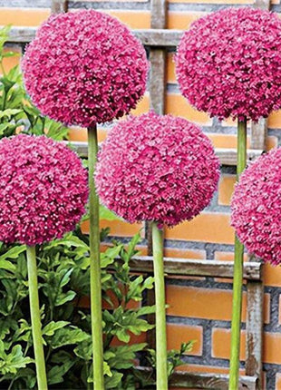 Garden Outdoor Giant Allium Giganteum Beautiful Flower Seeds Bonsai Plant Seeds