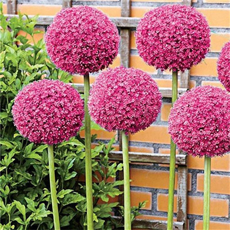 Garden Outdoor Giant Allium Giganteum Beautiful Flower Seeds Bonsai Plant Seeds