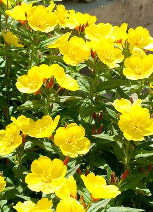 Evening Primrose Seeds