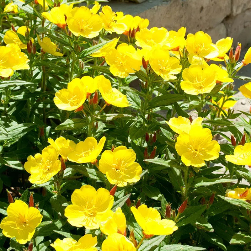 Evening Primrose Seeds