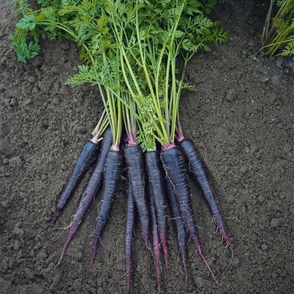 Carrot Deep Purple F1