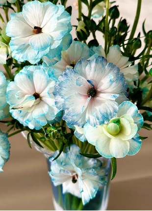 Light Blue Butterfly Peony Flower