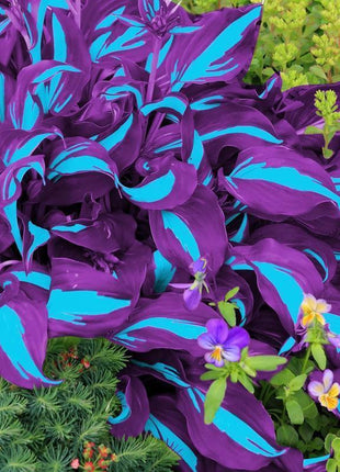 800Pcs Mixed Hosta Seeds for Planting – Rare Color Varieties, Shade-Loving Perennials for Garden and Landscaping