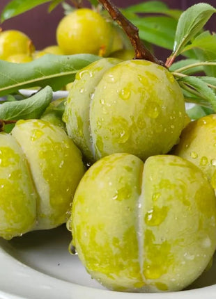 Yellow Plum Seeds Sugar Plum