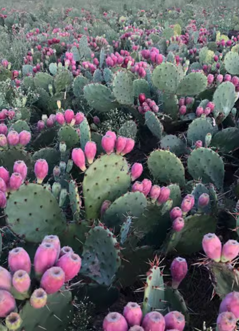 Edible Nopales Prickly Pear Cactus Seeds
