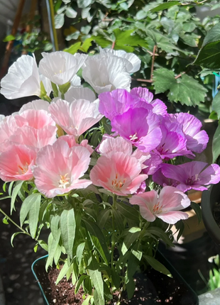 Clarkia amoena, Farewell-to-Spring