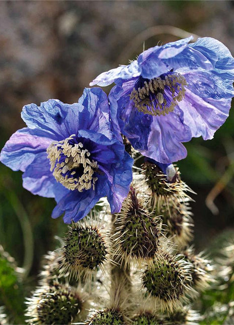Meconopsis Rudis Flower Seeds