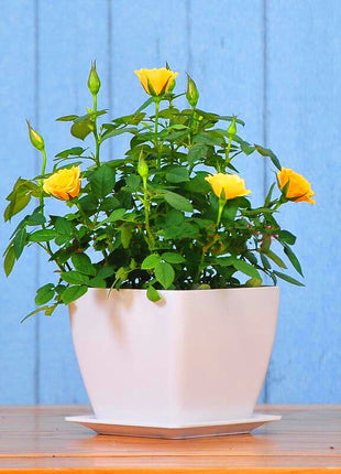 Beautiful Mini Rose Seeds, 100pcs/pack