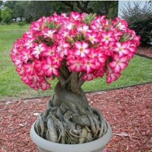 2Pcs Rainbow Desert Rose Seeds