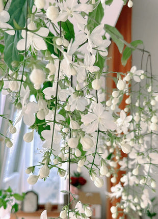 🌼Weeping Jasmine Seeds - White Jade Butterfly