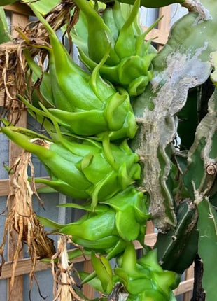 Multi-colored Dragon Fruit Seeds