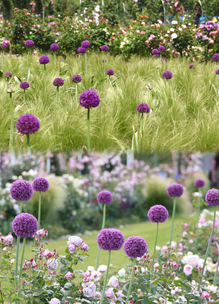 Giant Allium Giganteum Ornamental Onion Flower