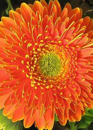 Orange Double Gerbera Flower Seed, Sun Flower
