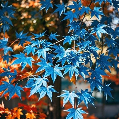 10 Pcs Blue Maple Tree Seeds – Rare Ornamental Shade Tree with Unique Cool-Toned Foliage, Easy to Grow, Perfect for Gardens, Yards & Stunning Landscape Displays