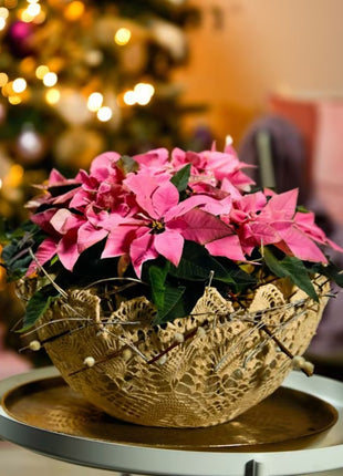 Christmas Star Flower Poinsettia Pot Seeds