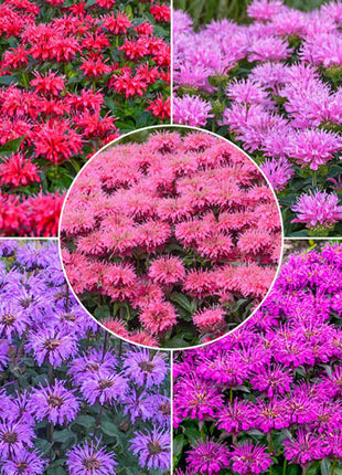 Bee Balm Collection