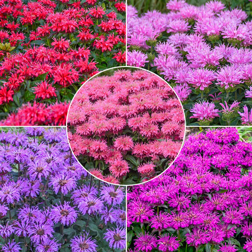 Bee Balm Collection