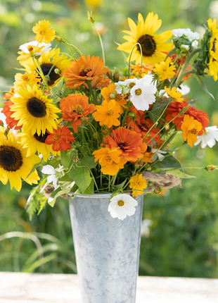 Sunset Mix - Orange, Yellow & White Flower Seed Mix
