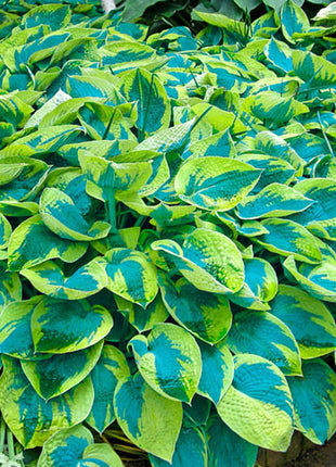 Tokudama flavocircinalis Hosta