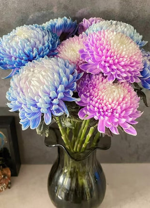 Anna Chrysanthemum Seeds