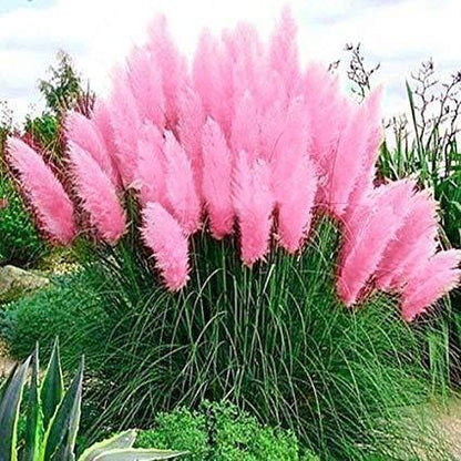 Pampas Grass Magic Garden Seeds