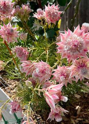 Rare Serruria florida Seeds - Blushing Bride