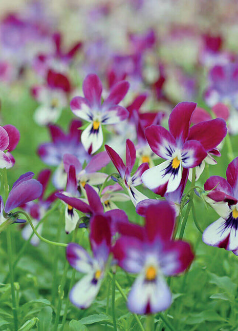 'Bunny Ears' Viola Seeds