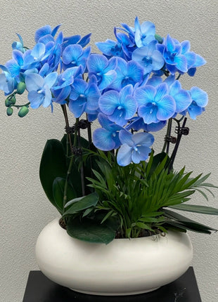 Phalaenopsis Seeds-Queen Of Orchids