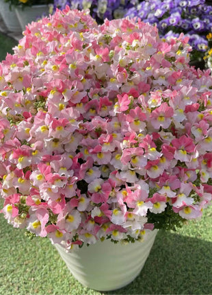 Nemesia Strumosa Benth