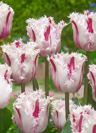 Bonsai Rare Color Tulip Seeds #18